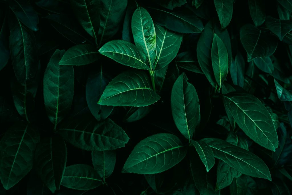 a close up of a green leafy plant