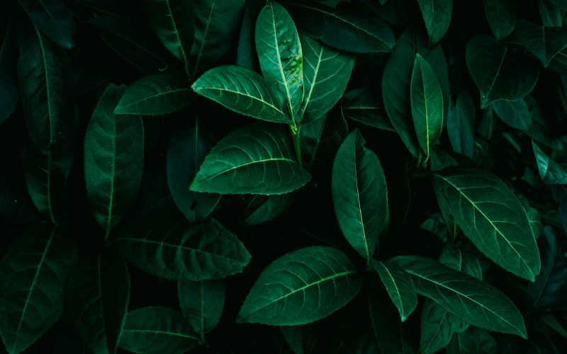 a close up of a green leafy plant