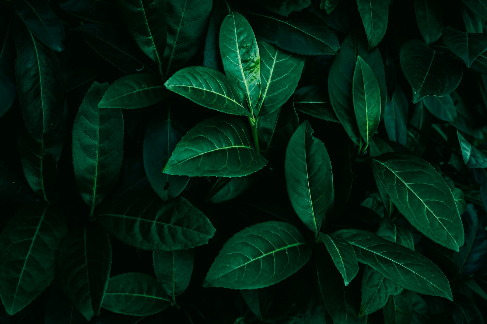 a close up of a green leafy plant